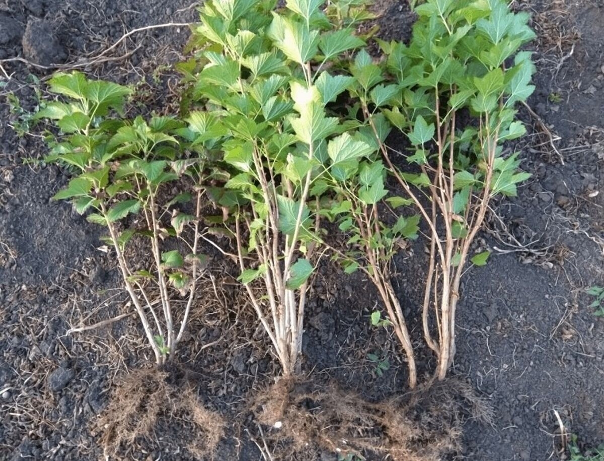 СПХ Цветы Алтая